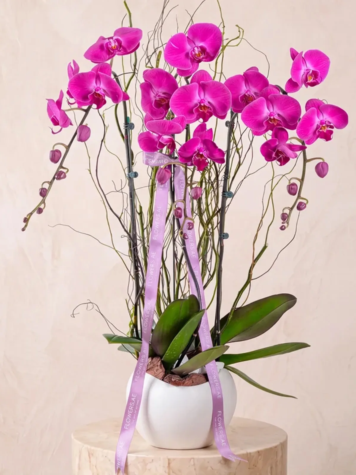 Orchids