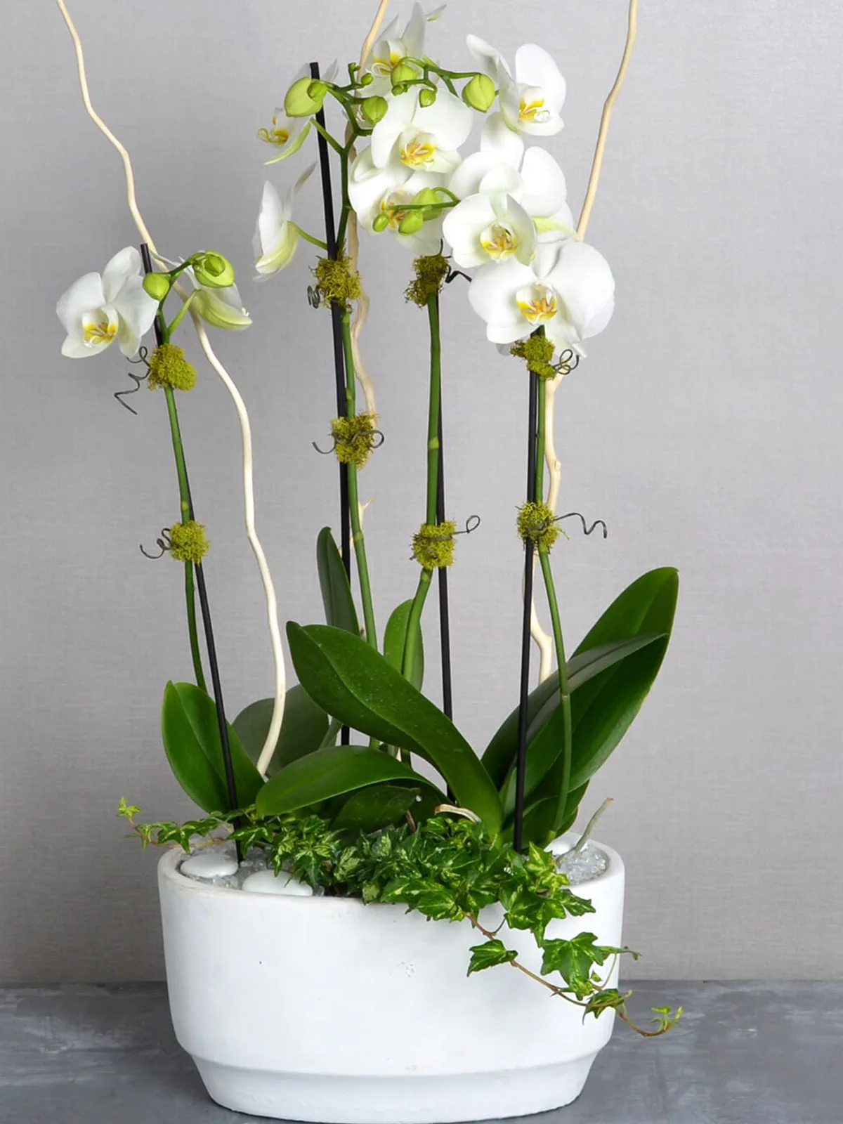 White Orchid Elegance