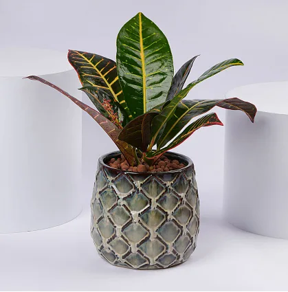 Peace Lily Plant